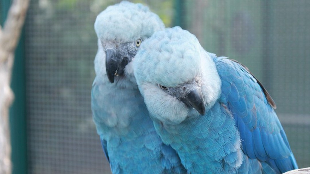 Polícia Federal cumpre mandados de busca e apreensão para investigar vírus letal em ararinhas-azuis na Bahia – Imprensa Bahia