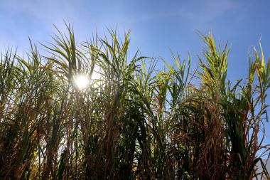 Verão aumenta produtividade agropecuária na Bahia com monitoramento e tecnologia | SECOM