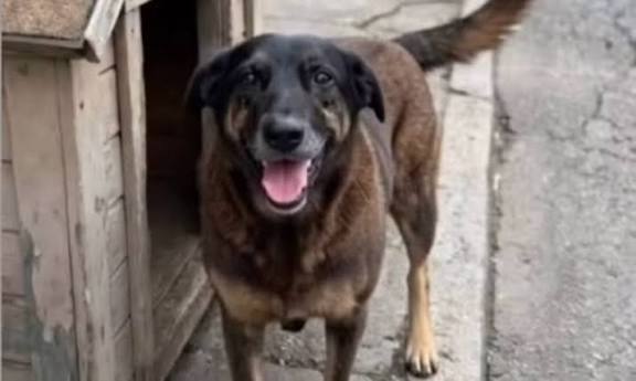 Cão Orelha: pais e tio de adolescentes são indiciados por coagir testemunha na investigação da morte do animal