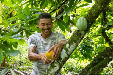 Bahia amplia ações e avança na proteção da cacauicultura | SECOM