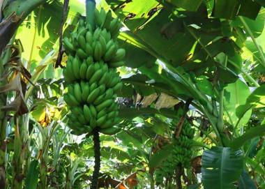 Banana de Bom Jesus da Lapa recebe certificação nacional como produto de qualidade diferenciada | SECOM