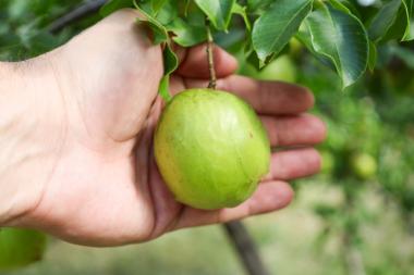 Expansão da produção do umbu gigante é tema de encontro com produtores rurais em Vitória da Conquista | SECOM