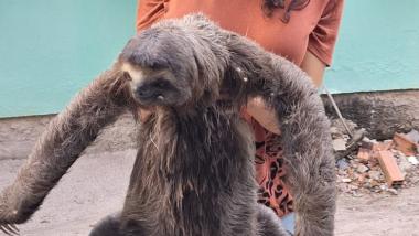 Inema resgata preguiça e reforça orientações sobre convivência segura com fauna silvestre no Extremo Sul | SECOM