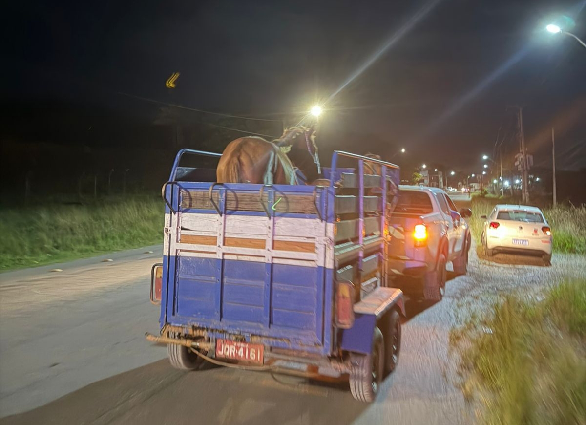 Candeias: Prefeitura intensifica recolhimento de animais soltos na BA-522