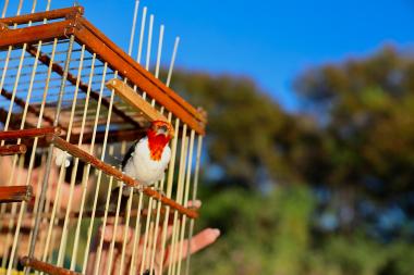 CETAS: do resgate à reabilitação, o caminho de volta à natureza | SECOM