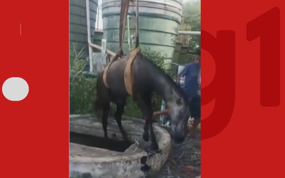 Cavalo é resgatado após cair em poço de estação de esgoto na Bahia; operação durou cinco horas – Imprensa Bahia