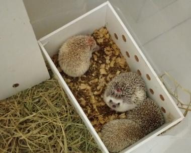 Inema reforça combate ao transporte ilegal de animais após apreensão de ouriços africanos em Poções | SECOM