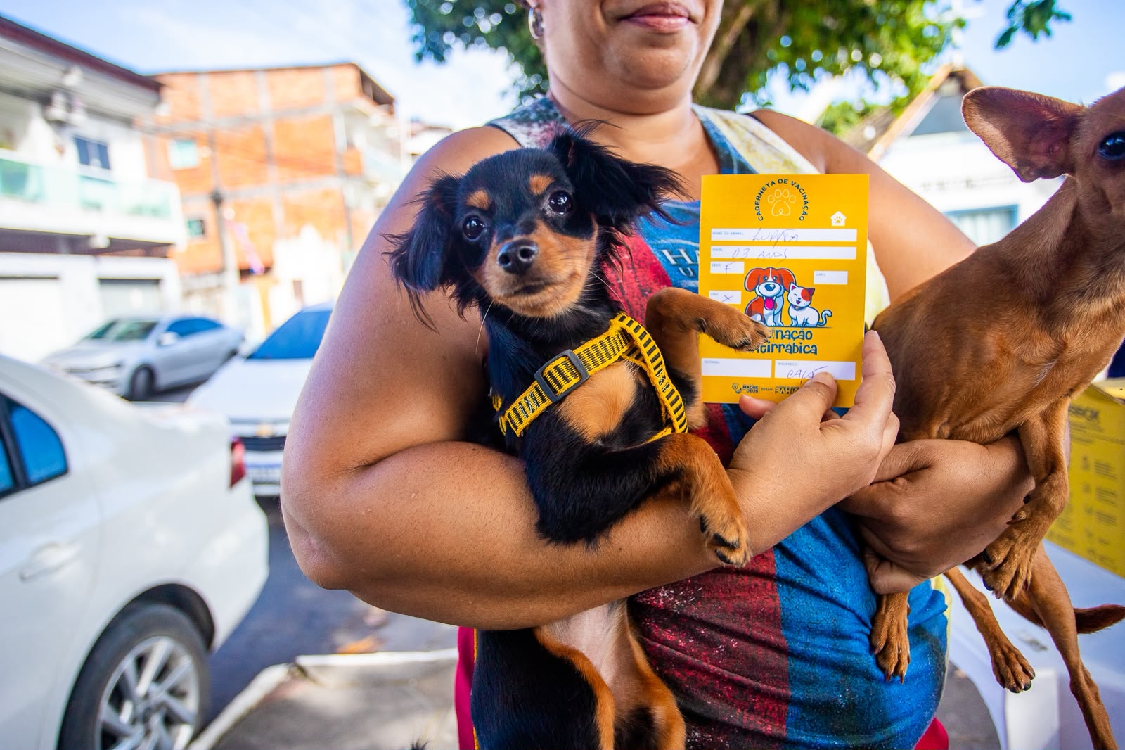 Madre de Deus realiza Campanha Nacional de Vacinação Antirrábica para cães e gatos – Imprensa Bahia